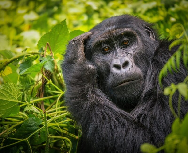 Top Activities at Kabale Safari Club