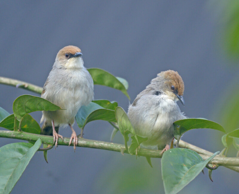 Bird Watching Safaris